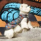 Vízhatlan kutyakabát- kutya esőkabát Camon Tolosa 40 cm