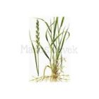 Urogenat - vese-és hólyagműködés segítő kutyának / inkontinencia/