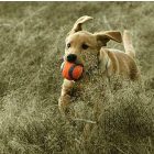 Chuckit! Ultra Squeaker Ball Gumilabda 1 db - Csipogó hanggal - Medium