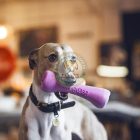 Méreganyagmentes tölthető gumicsont kutyajáték  -m - kék
