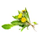 Bio gyermekláncfű lé - cukorbeteg kutyák,  epe, vese, emésztési problémák kezelése 