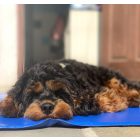 Hűtő matrac kutyának, macskának - M 