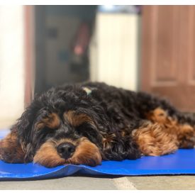 Hűtő matrac kutyának, macskának - M 