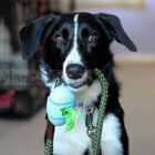 Beco pórázra erősíthető kakizacskó tartó