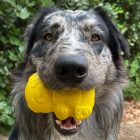 Jutalomfalattal tölthető, méreganyagmentes játék kutyáknak, HONEY BEAR - SodaPup®