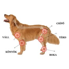 ÍZÜLETEK, PORC ÉS CSONTRENDSZER