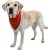 Karácsonyi nyakörv hímzett bársony kutyakendővel (bandana) 30-40 cm