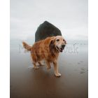 Senior Flex kollagénes ízületvédő idős kutyának