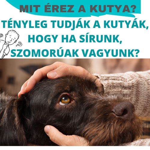 A KUTYÁK ÉRZELMEI - MIT ÉREZ A KUTYÁD, AMIKOR SZOMORÚ VAGY?