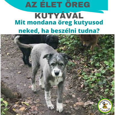 AZ ÉLET ÖREG KUTYÁVAL