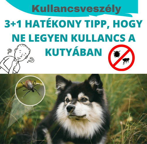 3+1 HATÉKONY TIPP, HOGY NE LEGYEN KULLANCS A KUTYÁBAN